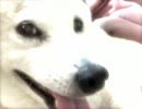 柴犬ももの思い出