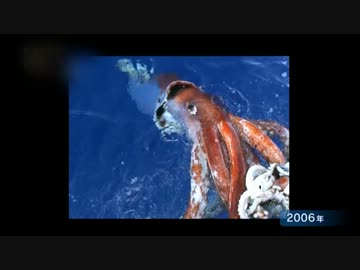 深世界ゟ「幻の深海巨大イカ」(01 of 03)