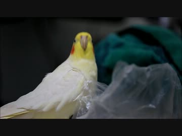 単振動インコ2013
