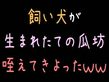 飼い犬が生まれたての瓜坊咥えてきよったｗｗ【2ch】