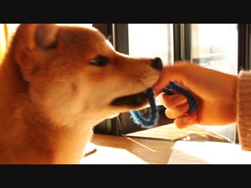 柴犬と綱引きした