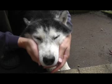 うちの犬撮ってみた 7