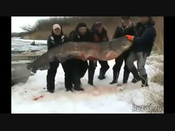 ロシアの釣り人が重さ２００キログラムのナマズを釣り上げる