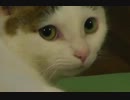 こっち見る猫