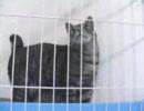 ふたりでお留守番～バルログトラにゃん