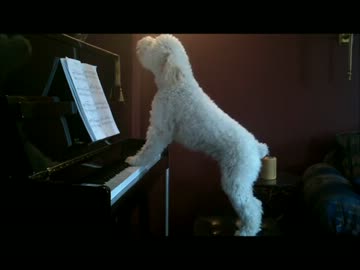 ピアノ弾きながらさらに歌う犬