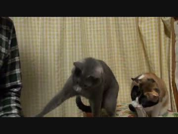 飼い主の○○が気になってしかたない猫