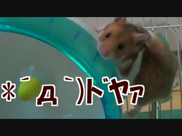 (*´ω｀*)まわし車余裕 (｢;｀・ω・´)｢使い方違う!!【ﾊﾑ高画質】