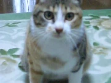 ちゃまこさんとびぃちゃん　1