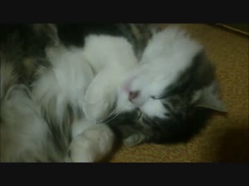 かわいいネコ、おもち　「子猫、ぴくぴく」