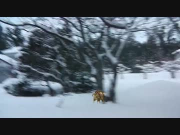 カメラが偶然捕らえた淫夢くん