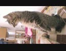 ココ　四十日目　立った！！！