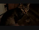 トラさん一家観察日記　225日目