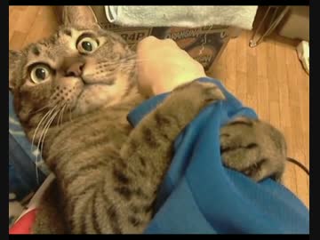 ぽこすけ ぴ さん喰われる Fwf ニコニコ動画