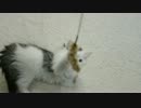 猫カフェ「ねこのすみか」に行ってきた（2013年1月13日）