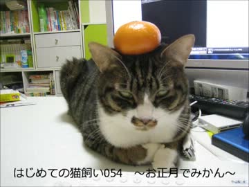 はじめての猫飼い054　～お正月でみかん～