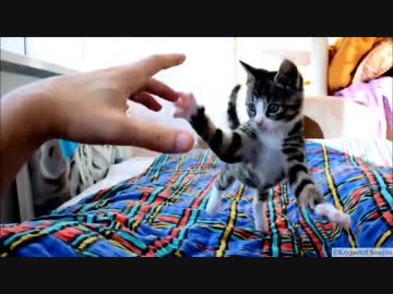 かわいすぎる子猫をゆっくりにしてみた