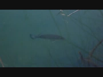 【見えバス】真冬のブラックバス観察会　>゜)))彡