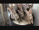 シンクロする８匹の子猫たち　と思いきや…