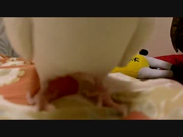 オカメインコの股
