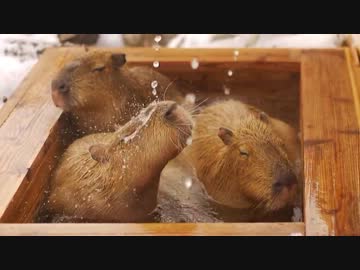 那須どうぶつ王国 カピバラ雪見露天風呂
