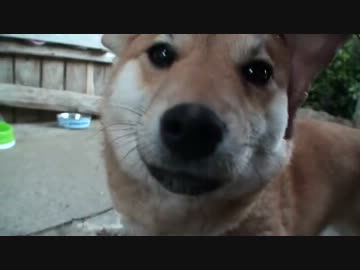 【今日の仔犬】A.T.フィールド展開で臨むも【多忙】