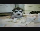 ハスキーの仔犬がカワイイ