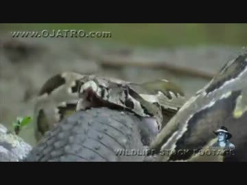捕食