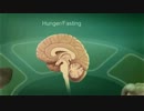 The Endocannabinoid System and How It Works