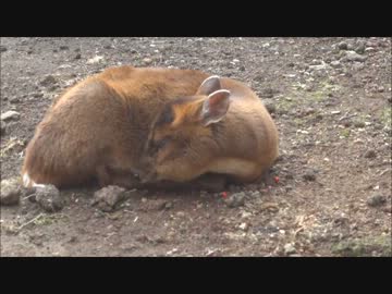 アウトドアをやろう！僕の八丈島体験記４　～探せ！八丈島のキョン！～