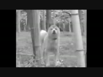 ただの犬.tdn