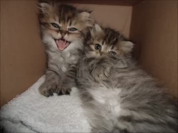 車いす★ＤＥ★里親