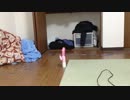 【Xbox360】オナニートが実況プレイ～ケンジくんアナル処女喪失編～【BO2】