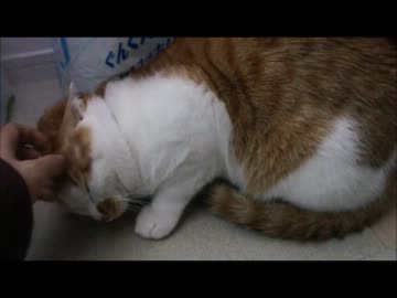 ツンギレのうちの猫が奇跡的に撫でさせてくれた
