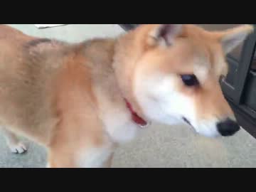 かわいい柴犬の桃ちゃんが仲良く遊んでくれました