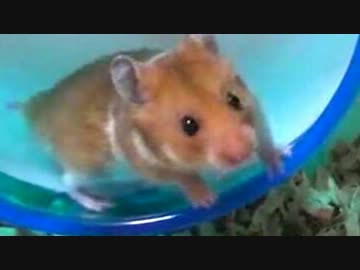 （ﾉ´・ω・）ﾉまわし車がうまくまわんない…【ﾊﾑ高画質】