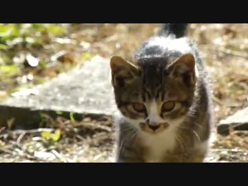 子猫がこっちに来るよ