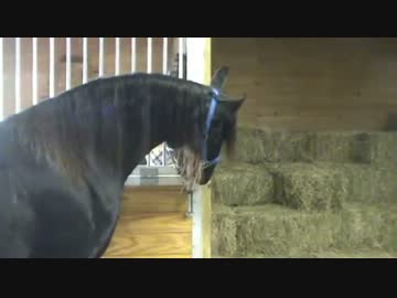 鍵を開けまくる賢い馬