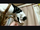 観葉植物に登ってるだけの猫