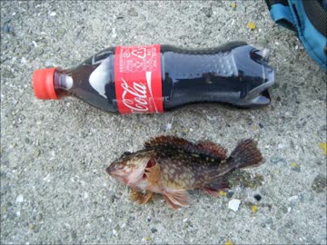 バイクに乗って海釣りに行こう