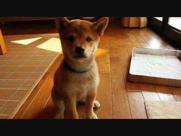 ご飯前のテンションが高い柴犬