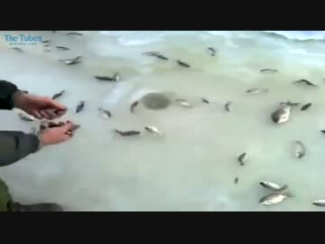 魚がポコポコ湧き出してくる湖