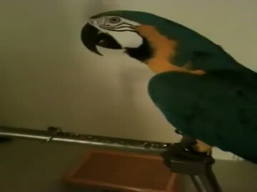 放送禁止用語を発するオウム