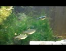 水槽動画と音楽の癒し.5