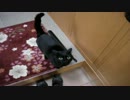 うちの猫にねこ草を食べさせてみた