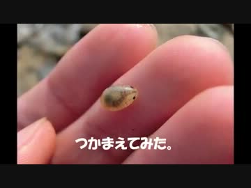 釣り餌に群がる不思議生命体