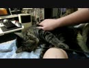 こんごうたち_03【金剛型猫】