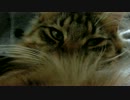 きら_膝乗り猫の甘ったれ顔♪