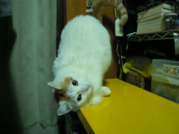 ねことあそんでもらおう