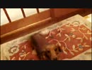 お出迎えするミニチュアダックスフンド
